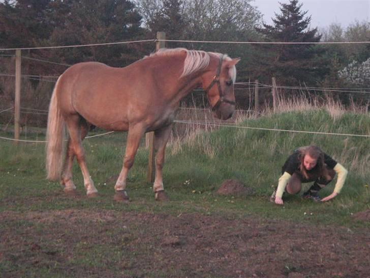 RINGKØBING RIDEKLUB - "Okay, han har hun NU gang i?" billede 30