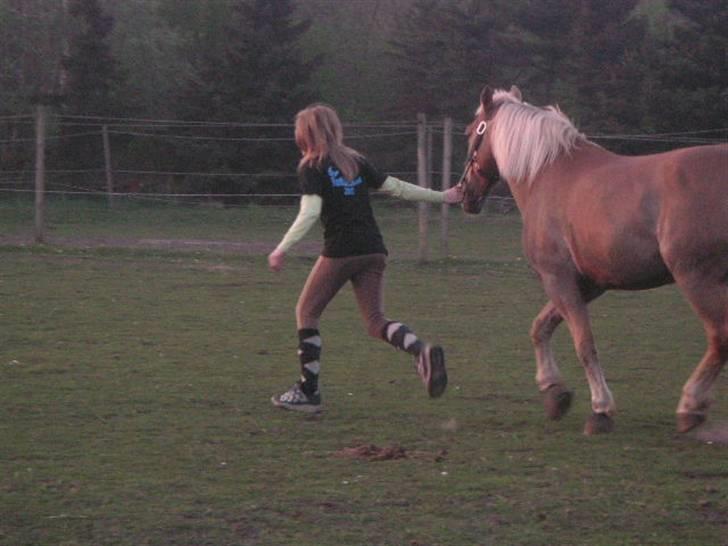 RINGKØBING RIDEKLUB - "Hallooo, jeg gider da ikke løbe? d;" billede 31
