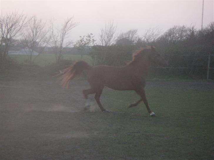 RINGKØBING RIDEKLUB - Og Lady bryder ind midt i det hele med en dejlig trav <3 :D billede 33