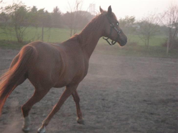 RINGKØBING RIDEKLUB - Dam dada dam billede 34
