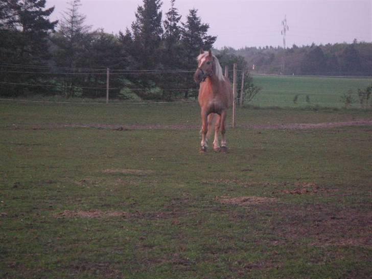 RINGKØBING RIDEKLUB - Han er så smuk <3 billede 35