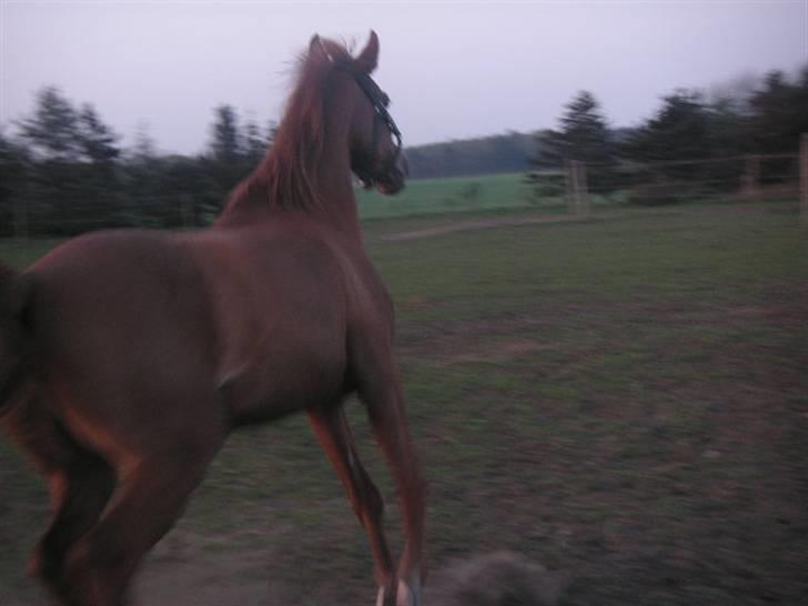 RINGKØBING RIDEKLUB - Hvad laver hun dog? :'O billede 36