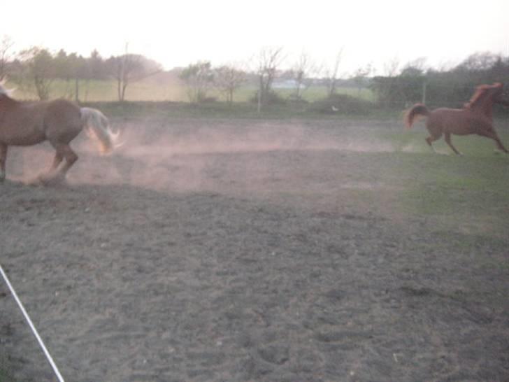 RINGKØBING RIDEKLUB - Ej okay. x'D billede 37