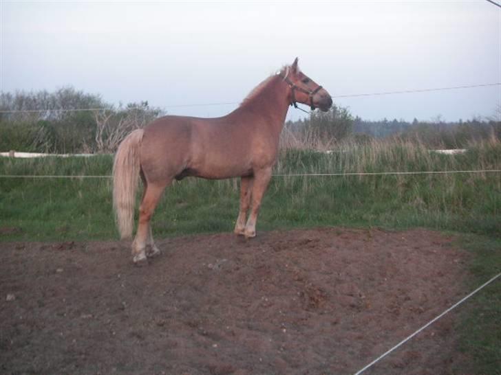 RINGKØBING RIDEKLUB - Smukt <3 billede 38