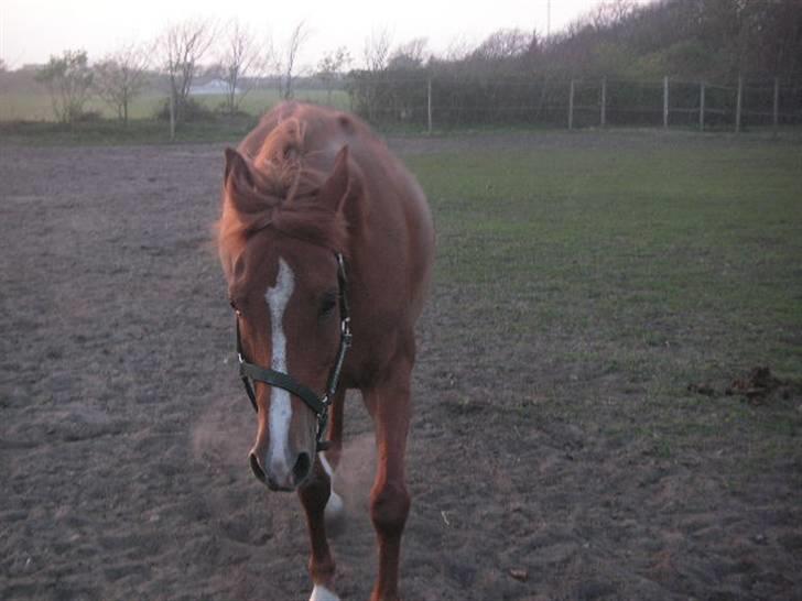 RINGKØBING RIDEKLUB - Hjæælp, nu er jeg træt. billede 39
