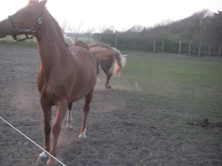 RINGKØBING RIDEKLUB - Og dog. "FORSVIND!" billede 40