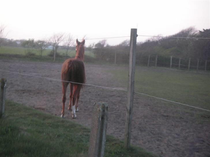 RINGKØBING RIDEKLUB - Numse. x'D billede 41