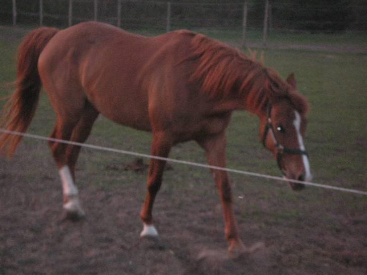 RINGKØBING RIDEKLUB - Gaaab billede 42