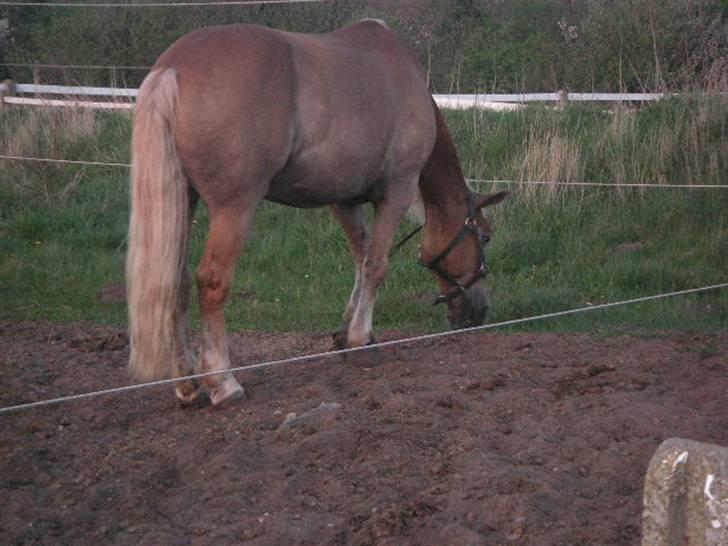 RINGKØBING RIDEKLUB - Græs. Nam nam! :D billede 43