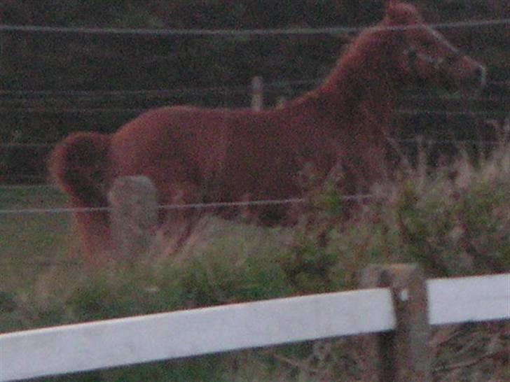 RINGKØBING RIDEKLUB billede 47