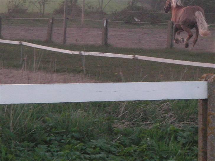 RINGKØBING RIDEKLUB billede 48