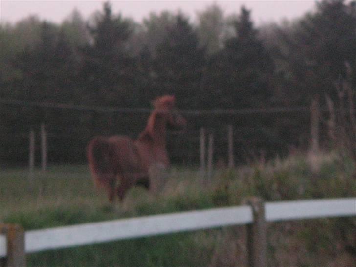 RINGKØBING RIDEKLUB billede 49