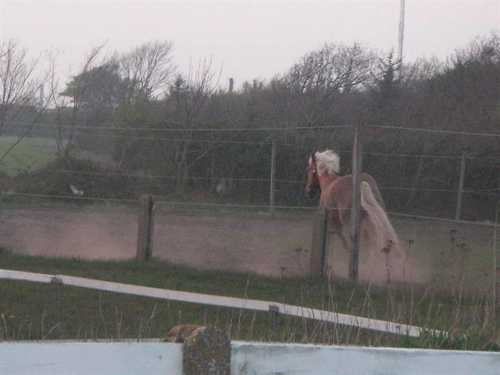 RINGKØBING RIDEKLUB billede 50