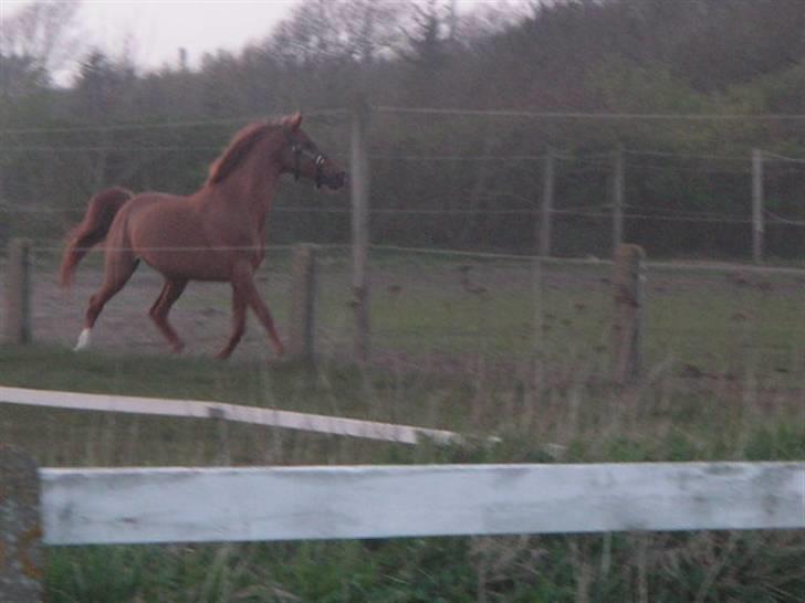 RINGKØBING RIDEKLUB billede 51