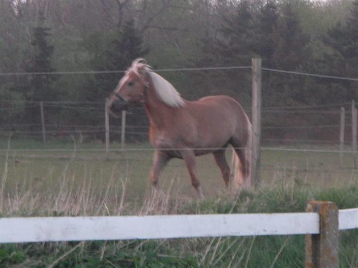 RINGKØBING RIDEKLUB billede 52