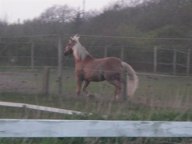 RINGKØBING RIDEKLUB billede 53