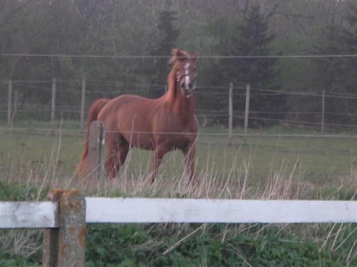 RINGKØBING RIDEKLUB billede 54