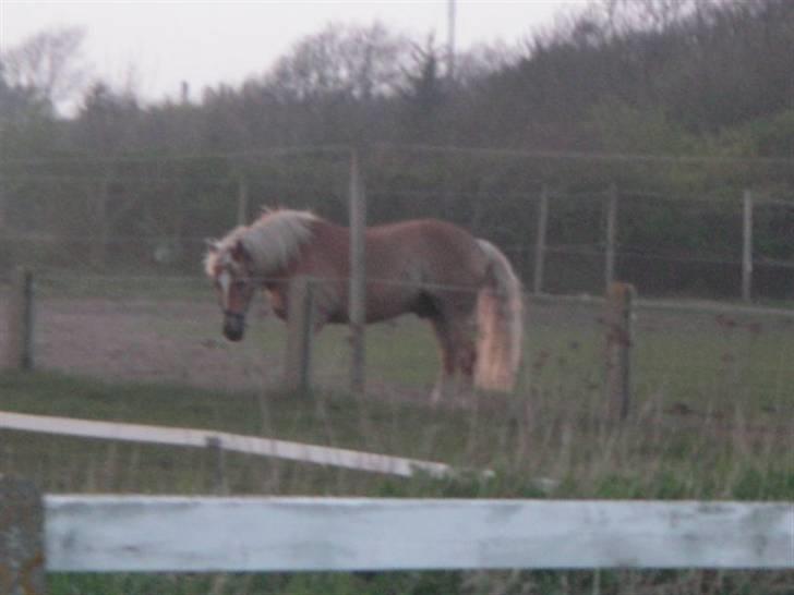 RINGKØBING RIDEKLUB billede 55
