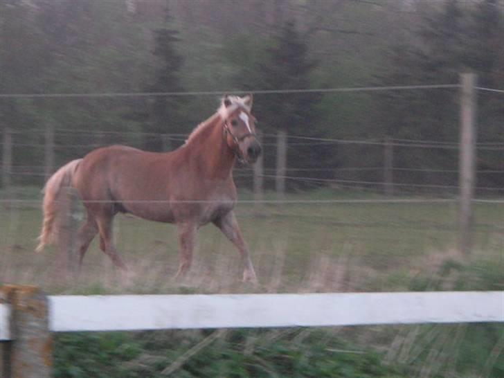 RINGKØBING RIDEKLUB billede 56