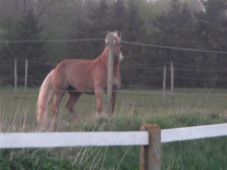 RINGKØBING RIDEKLUB billede 57