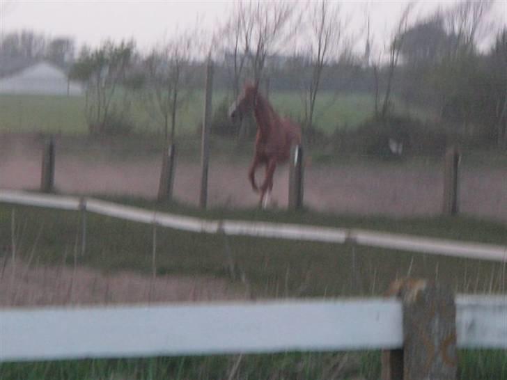 RINGKØBING RIDEKLUB billede 59