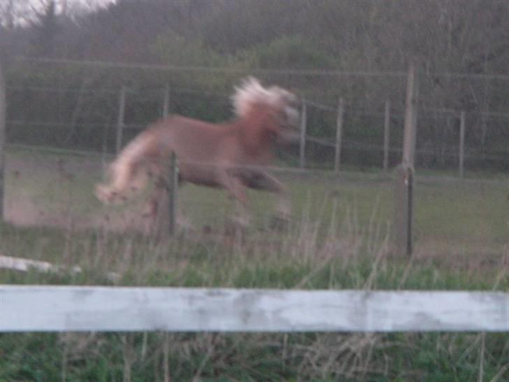 RINGKØBING RIDEKLUB billede 60