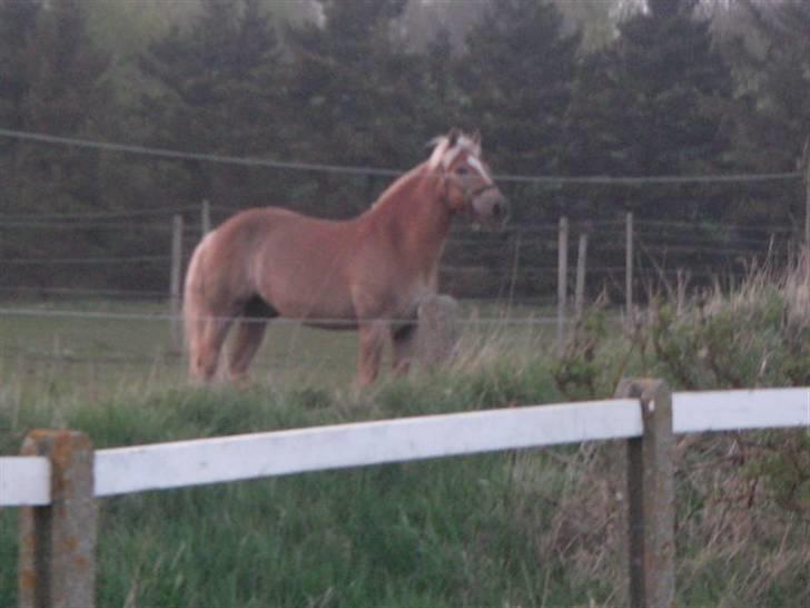RINGKØBING RIDEKLUB billede 61