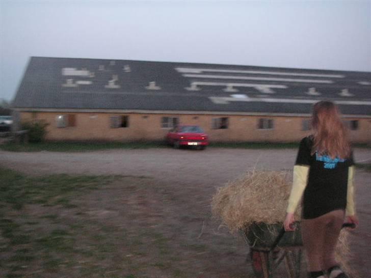 RINGKØBING RIDEKLUB billede 67