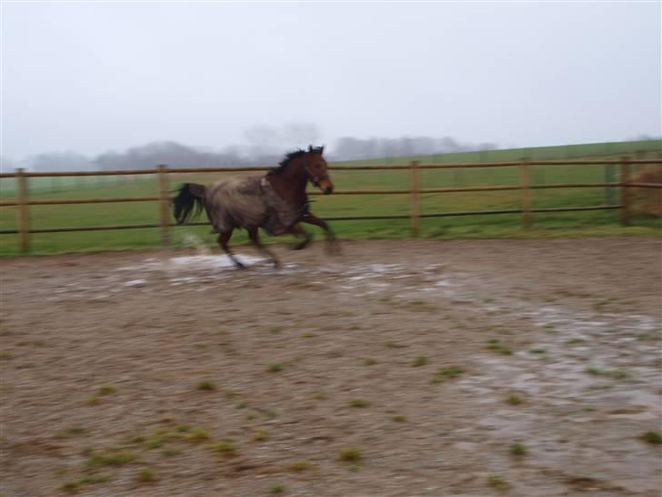  Min tid med Bansam <3 - 13 januar 09
løsspringning
havde lidt travlt så kunne ikk rigtig nå at instille kameraet
så billederne var blevet bedre men det da bedre end ingen ting ;D billede 34