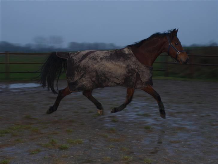  Min tid med Bansam <3 - 13 januar 09
løsspringning
havde lidt travlt så kunne ikk rigtig nå at instille kameraet
så billederne var blevet bedre men det da bedre end ingen ting ;D billede 31