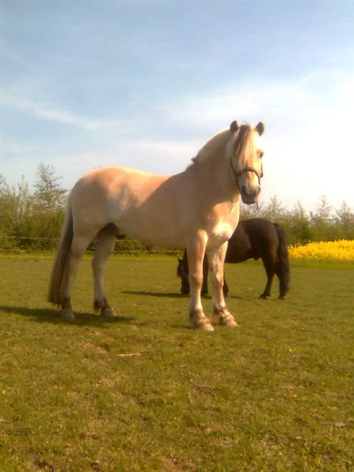 Diverse billeder af Gule - Gule på fold med Tarzan og Pan forår 08.. Taget med mobilen :) billede 1