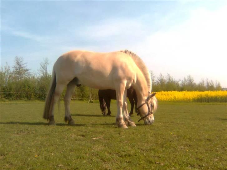 Diverse billeder af Gule billede 2