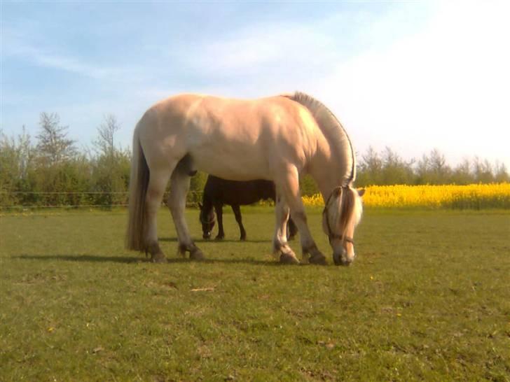 Diverse billeder af Gule billede 3