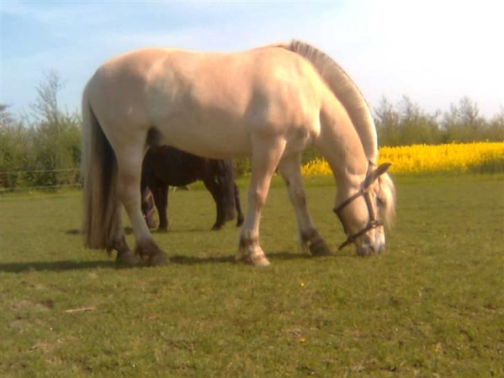 Diverse billeder af Gule billede 4