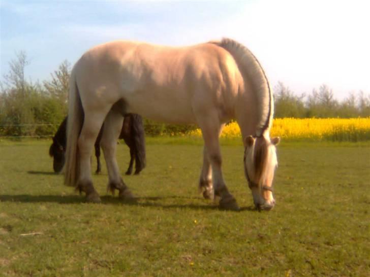 Diverse billeder af Gule billede 5