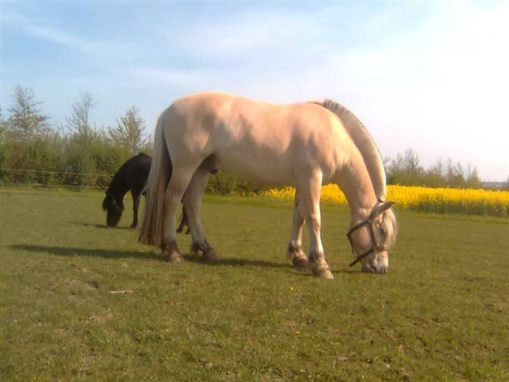 Diverse billeder af Gule billede 6