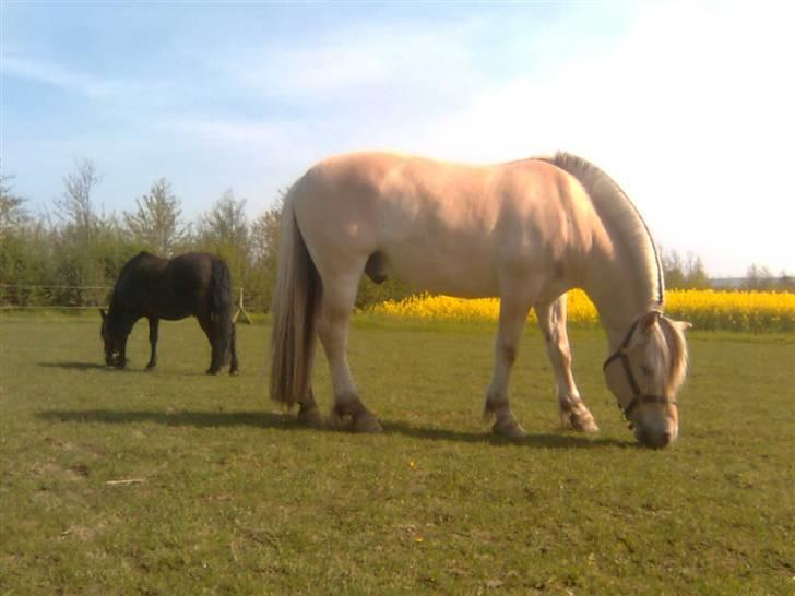 Diverse billeder af Gule billede 7