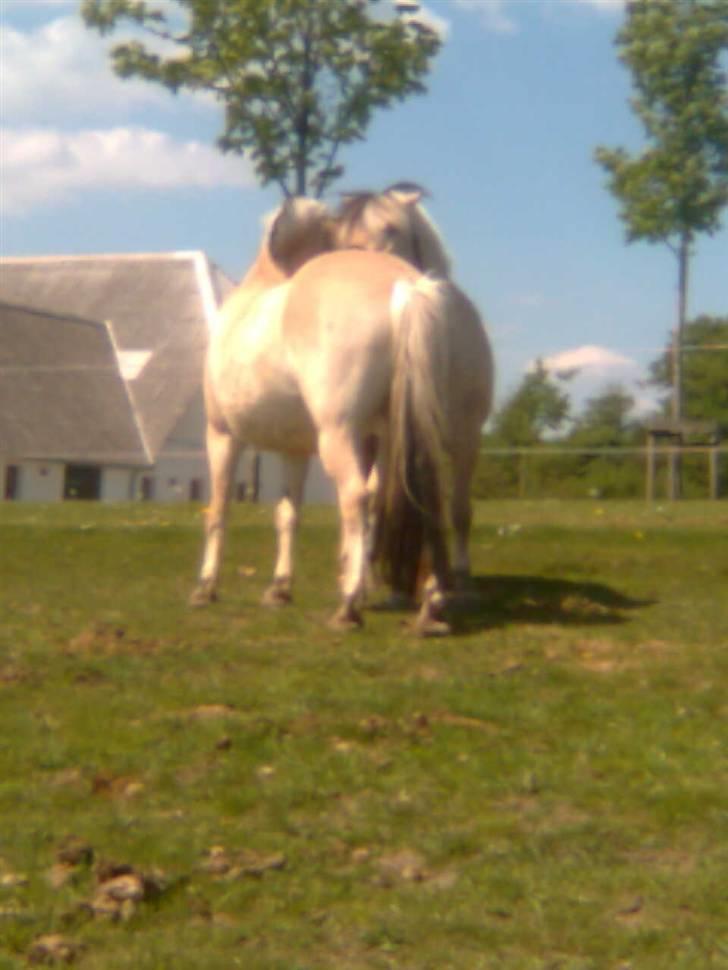 Diverse billeder af Gule billede 8