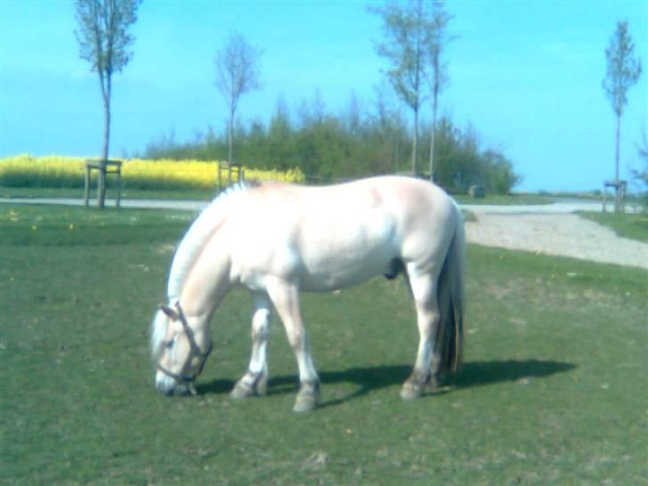 Diverse billeder af Gule billede 9