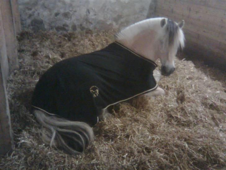 Diverse billeder af Gule - Gule er gået kold i sin boks ;) Taget med mobil 08 billede 10