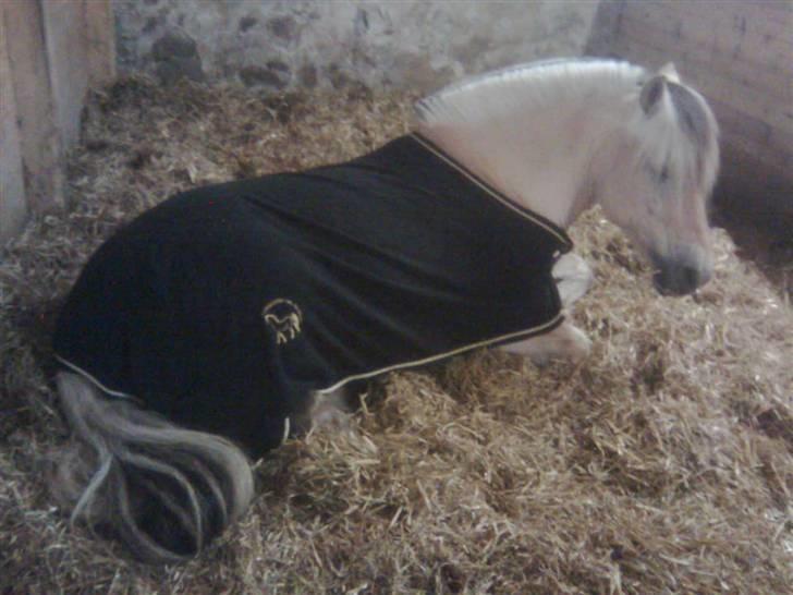 Diverse billeder af Gule billede 11