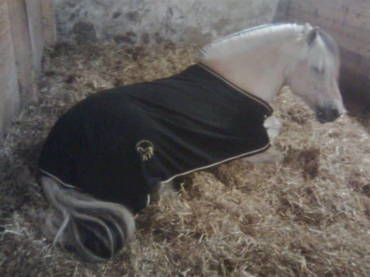 Diverse billeder af Gule billede 12