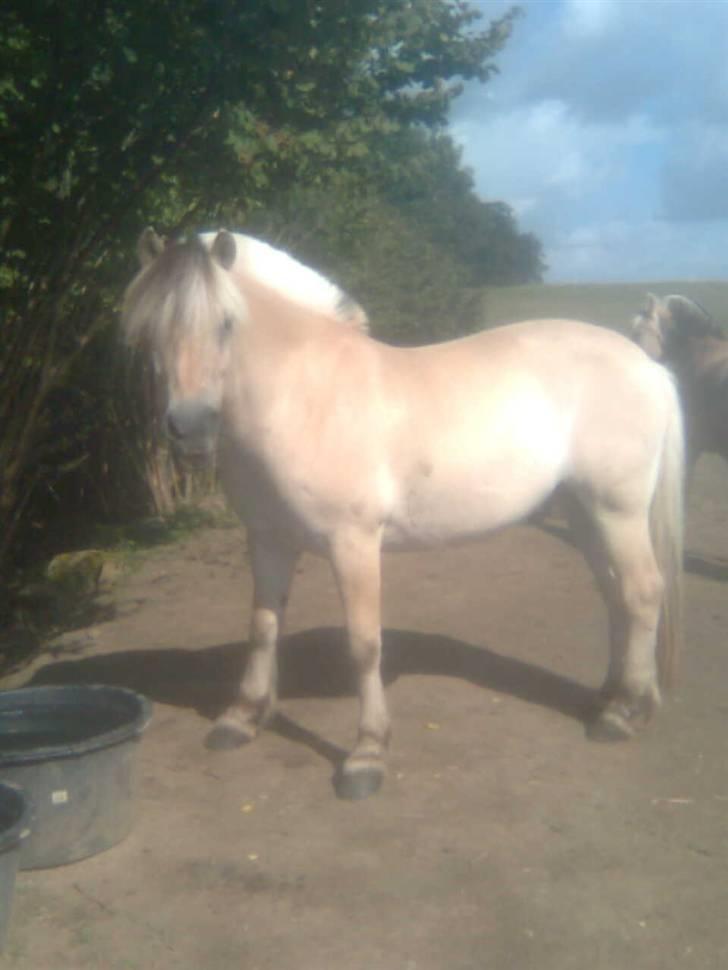 Diverse billeder af Gule - Gule på fold juli 08 billede 13