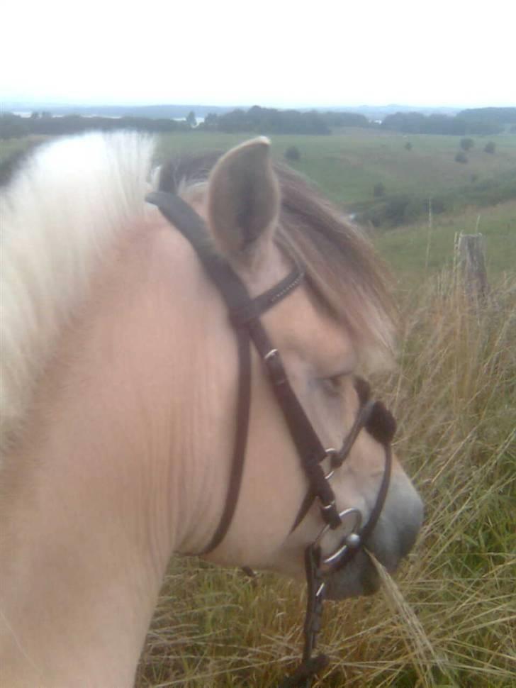 Diverse billeder af Gule - Afskridtning efter springtræning på Skårup Overgård.. Har forsøgt at fange den flotte udsigt.. sommer 08 billede 14
