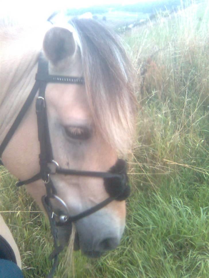 Diverse billeder af Gule billede 15