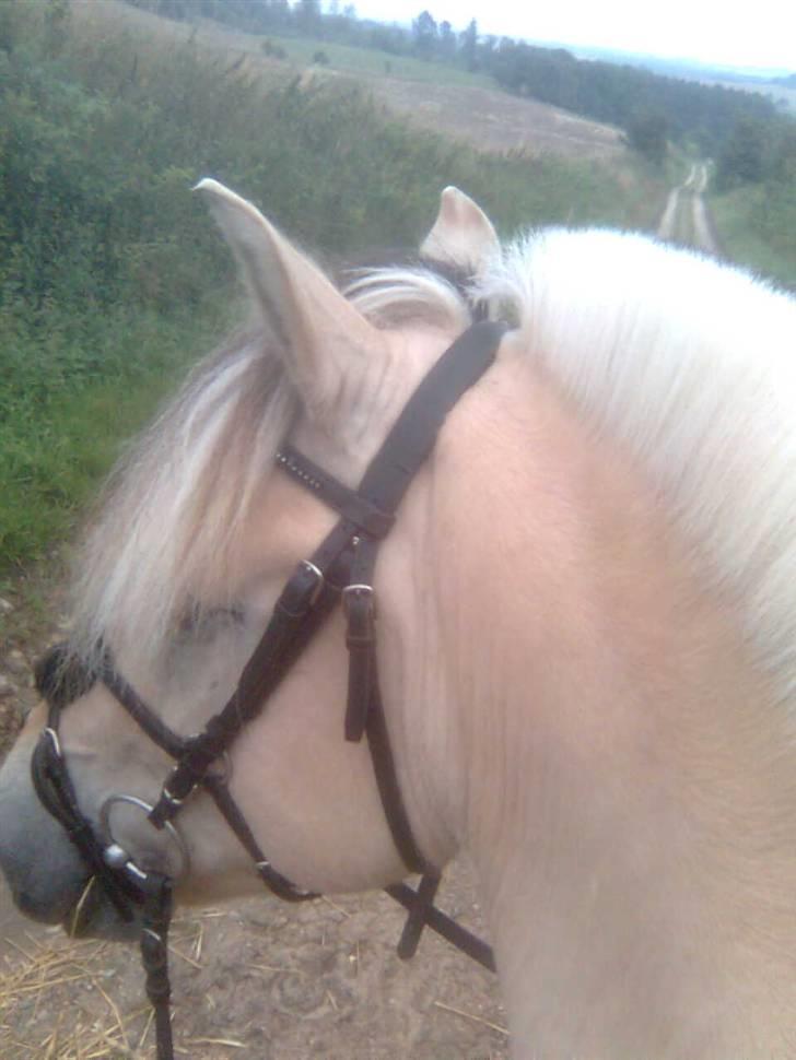 Diverse billeder af Gule billede 16