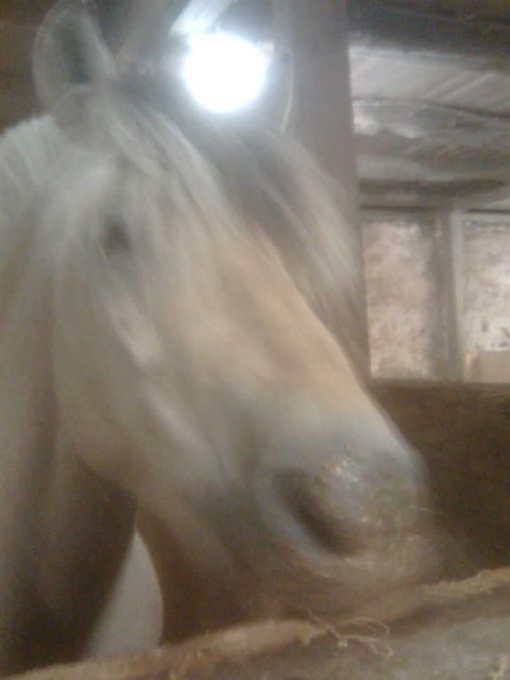 Diverse billeder af Gule - Gule med alt hans snask efter han har spist... ;) Han splatter rundt med sit foder når han spiser.. :) billede 17