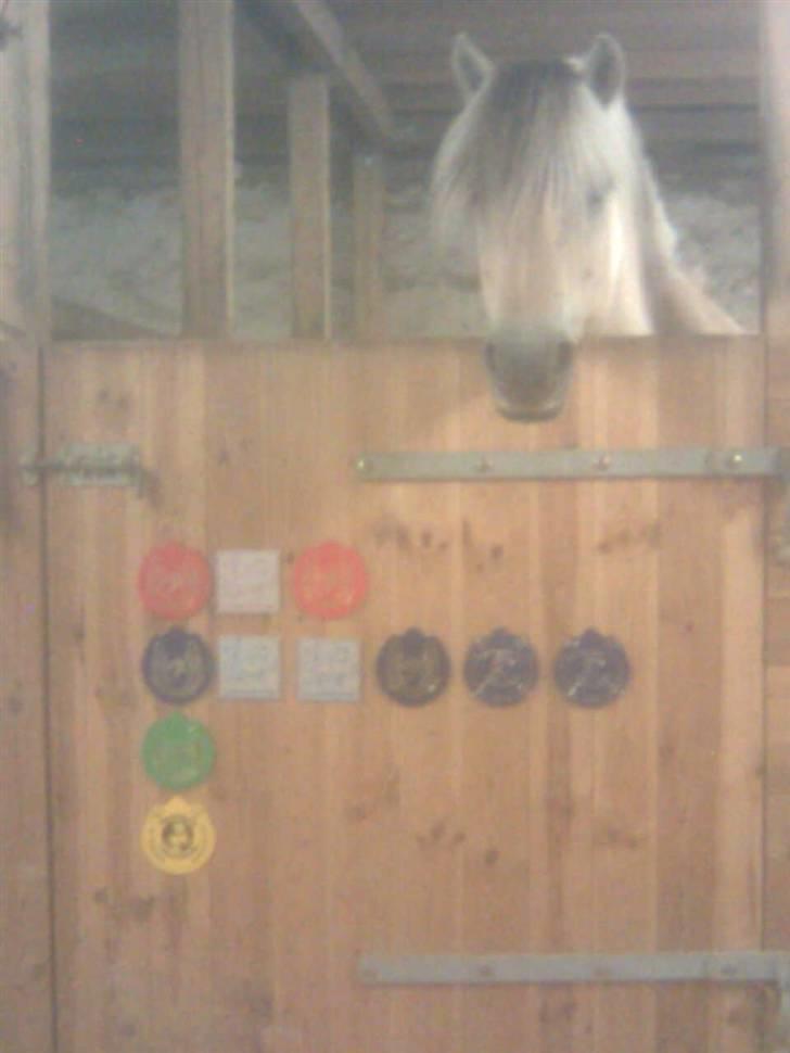 Diverse billeder af Gule - Gule med nogle af vores staldplanketter :) billede 18