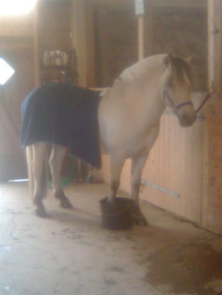 Diverse billeder af Gule - Gule der står i blød efter træning.. :) Han har så dårlige hove om sommeren at han næsten dagligt står i vandbad.. taget med mobil.. billede 20