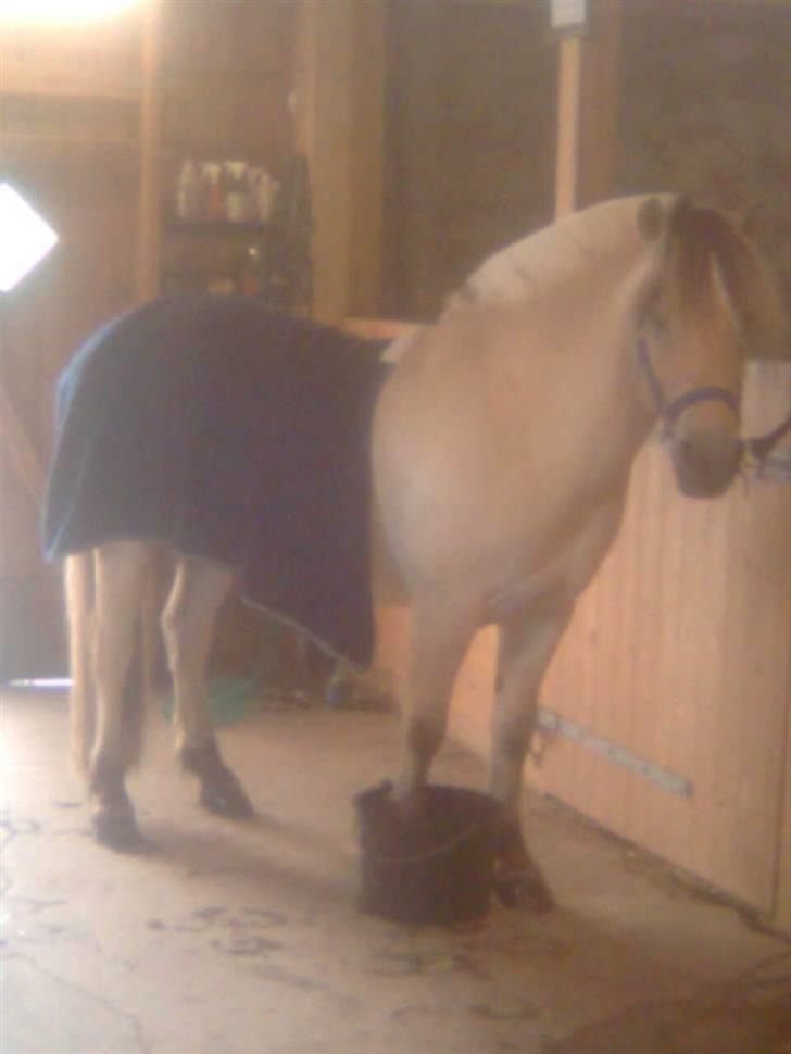 Diverse billeder af Gule billede 21